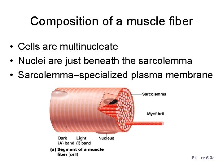 Composition of a muscle fiber • Cells are multinucleate • Nuclei are just beneath Composition of a muscle fiber • Cells are multinucleate • Nuclei are just beneath