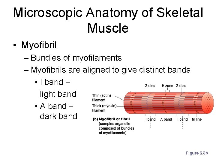 Microscopic Anatomy of Skeletal Muscle • Myofibril – Bundles of myofilaments – Myofibrils are Microscopic Anatomy of Skeletal Muscle • Myofibril – Bundles of myofilaments – Myofibrils are