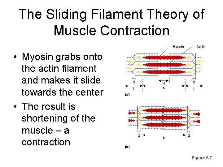 The Sliding Filament Theory of Muscle Contraction • Myosin grabs onto the actin filament The Sliding Filament Theory of Muscle Contraction • Myosin grabs onto the actin filament