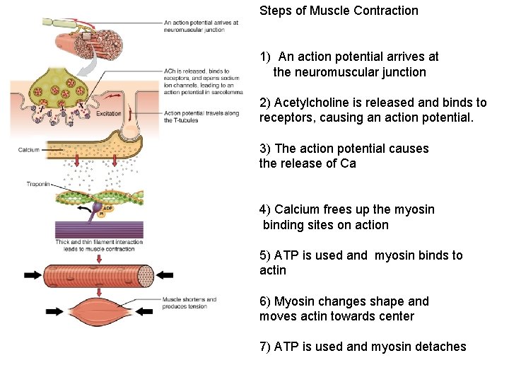 Steps of Muscle Contraction 1) An action potential arrives at the neuromuscular junction 2) Steps of Muscle Contraction 1) An action potential arrives at the neuromuscular junction 2)