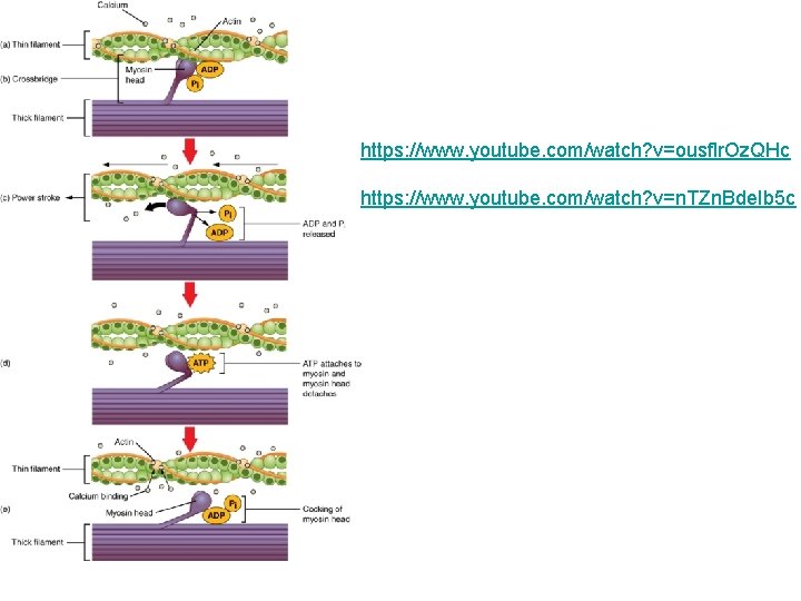 https: //www. youtube. com/watch? v=ousflr. Oz. QHc https: //www. youtube. com/watch? v=n. TZn. Bde. https: //www. youtube. com/watch? v=ousflr. Oz. QHc https: //www. youtube. com/watch? v=n. TZn. Bde.