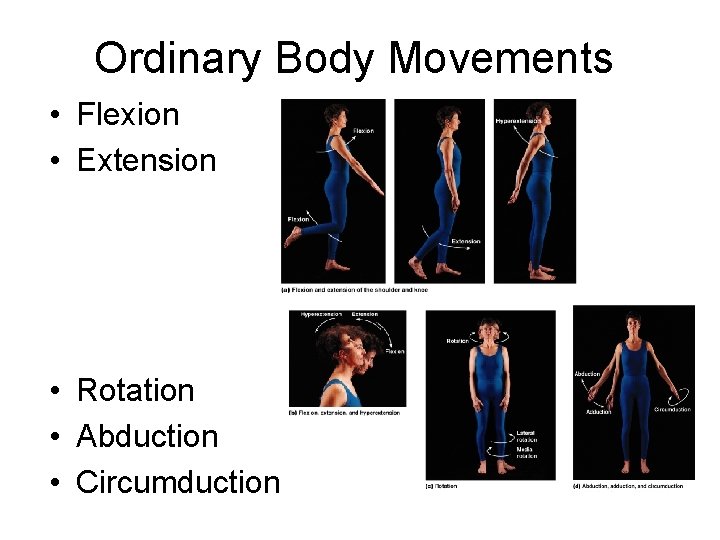 Ordinary Body Movements • Flexion • Extension • Rotation • Abduction • Circumduction Ordinary Body Movements • Flexion • Extension • Rotation • Abduction • Circumduction