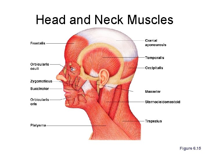 Head and Neck Muscles Figure 6. 15 Head and Neck Muscles Figure 6. 15