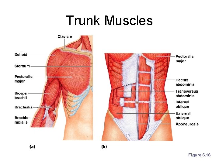 Trunk Muscles Figure 6. 16 Trunk Muscles Figure 6. 16