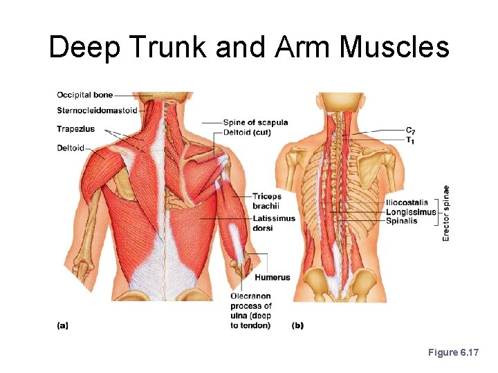 Deep Trunk and Arm Muscles Figure 6. 17 Deep Trunk and Arm Muscles Figure 6. 17