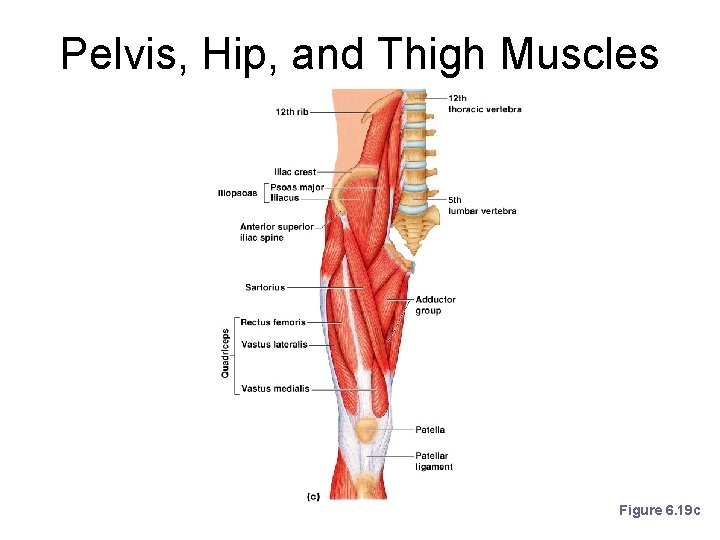 Pelvis, Hip, and Thigh Muscles Figure 6. 19 c Pelvis, Hip, and Thigh Muscles Figure 6. 19 c