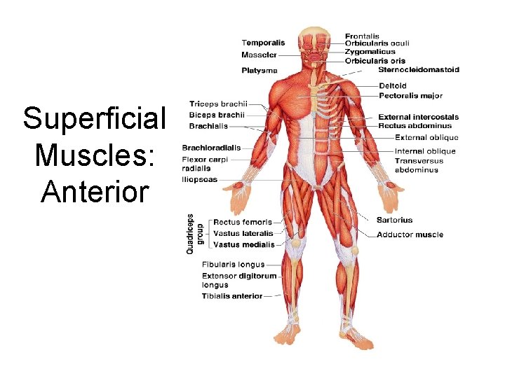 Superficial Muscles: Anterior Superficial Muscles: Anterior