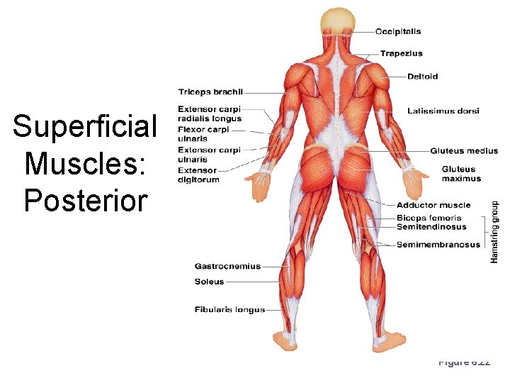 Superficial Muscles: Posterior Figure 6. 22 Superficial Muscles: Posterior Figure 6. 22
