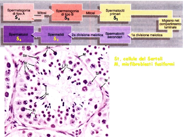 SA S 4 SB S 1 S 3 St, cellule del Sertoli M, miofibroblasti