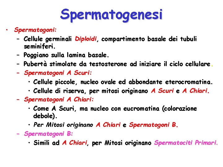 Spermatogenesi • Spermatogoni: – Cellule germinali Diploidi, compartimento basale dei tubuli seminiferi. – Poggiano