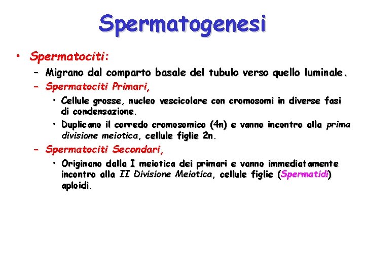 Spermatogenesi • Spermatociti: – Migrano dal comparto basale del tubulo verso quello luminale. –