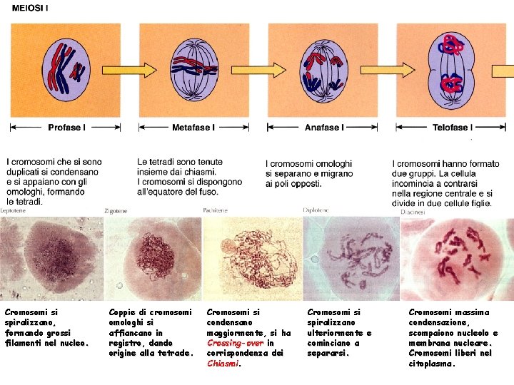 Cromosomi si spiralizzano, formando grossi filamenti nel nucleo. Coppie di cromosomi omologhi si affiancano
