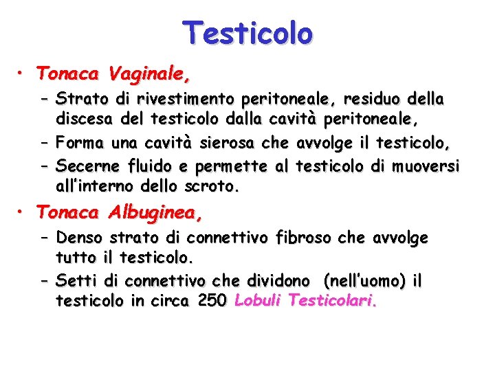 Testicolo • Tonaca Vaginale, – Strato di rivestimento peritoneale, residuo della discesa del testicolo