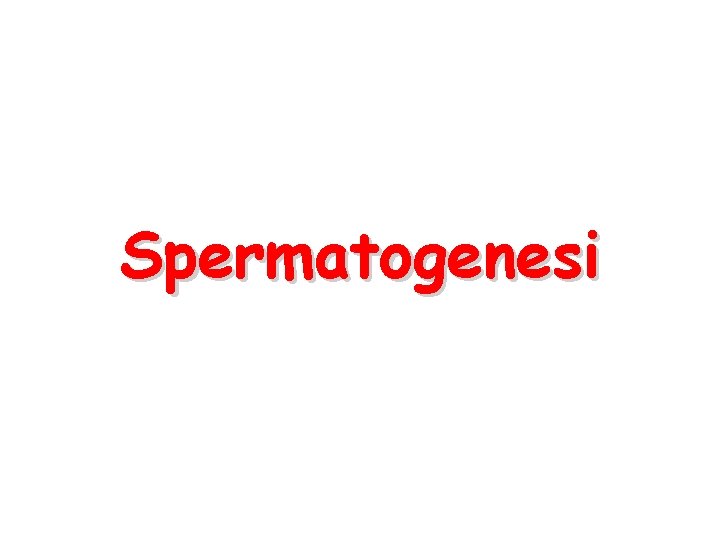 Spermatogenesi 