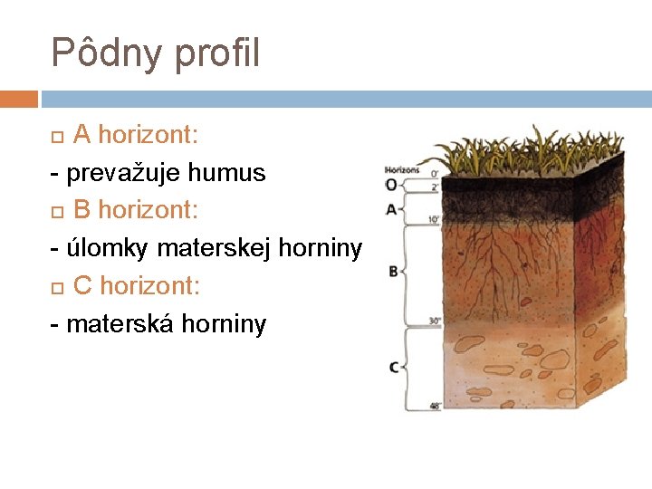 Pôdny profil A horizont: - prevažuje humus B horizont: - úlomky materskej horniny C