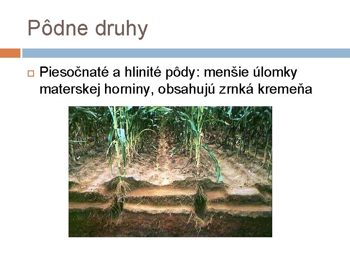 Pôdne druhy Piesočnaté a hlinité pôdy: menšie úlomky materskej horniny, obsahujú zrnká kremeňa 