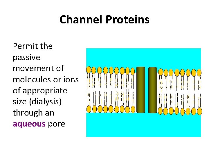 Channel Proteins Permit the passive movement of molecules or ions of appropriate size (dialysis)