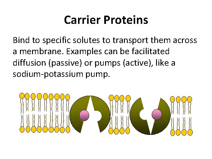 Carrier Proteins Bind to specific solutes to transport them across a membrane. Examples can