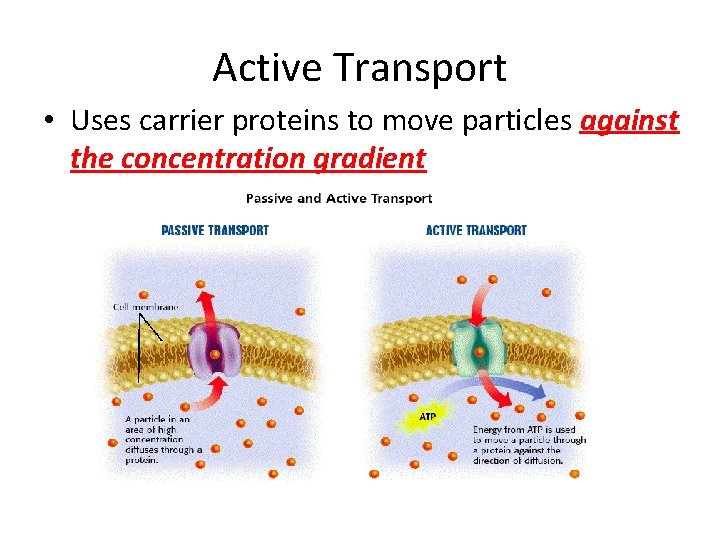 Active Transport • Uses carrier proteins to move particles against the concentration gradient 