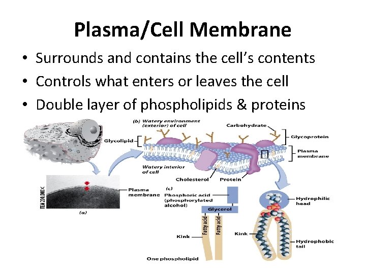 Plasma/Cell Membrane • Surrounds and contains the cell’s contents • Controls what enters or