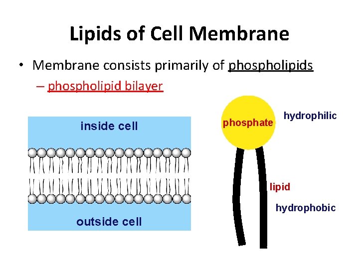 Lipids of Cell Membrane • Membrane consists primarily of phospholipids – phospholipid bilayer inside