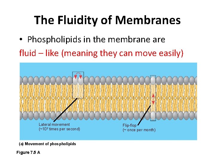 The Fluidity of Membranes • Phospholipids in the membrane are fluid – like (meaning