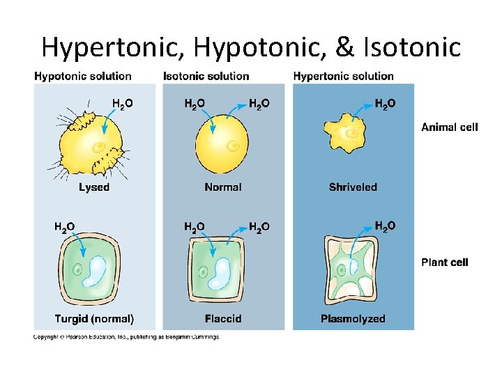 Hypertonic, Hypotonic, & Isotonic 