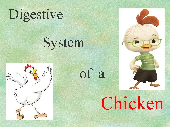 Digestive System of a Chicken 