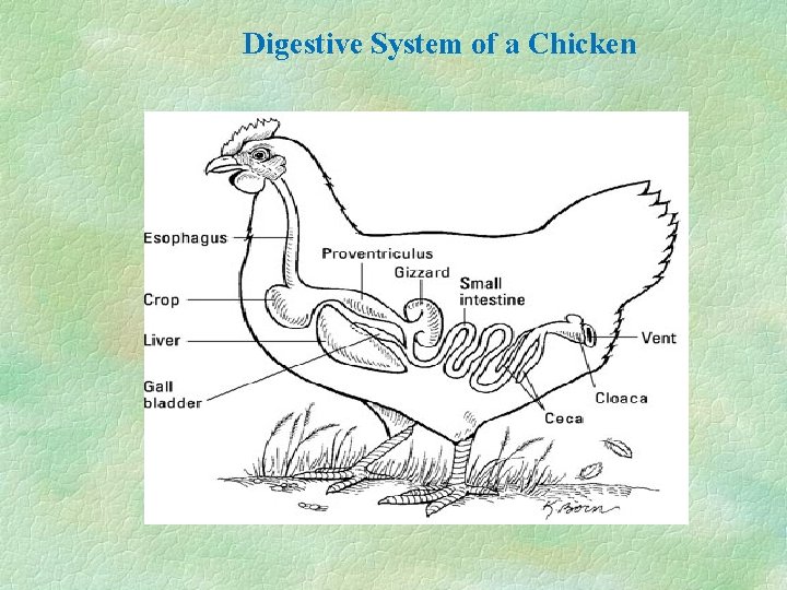 Digestive System of a Chicken 