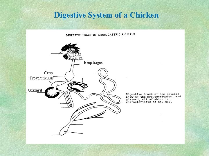 Digestive System of a Chicken Esophagus Crop Proventriculus Gizzard 