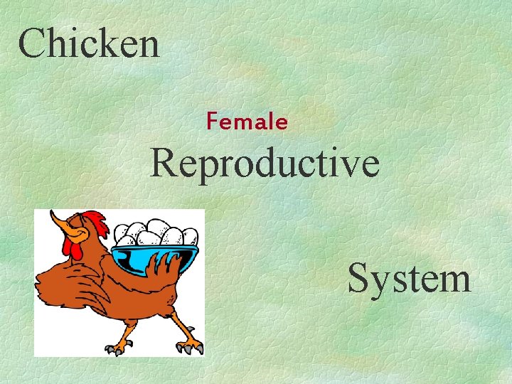 Chicken Female Reproductive System 