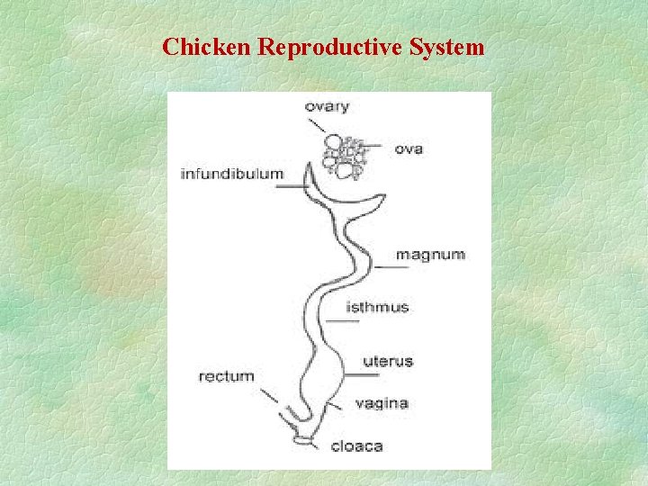 Chicken Reproductive System 