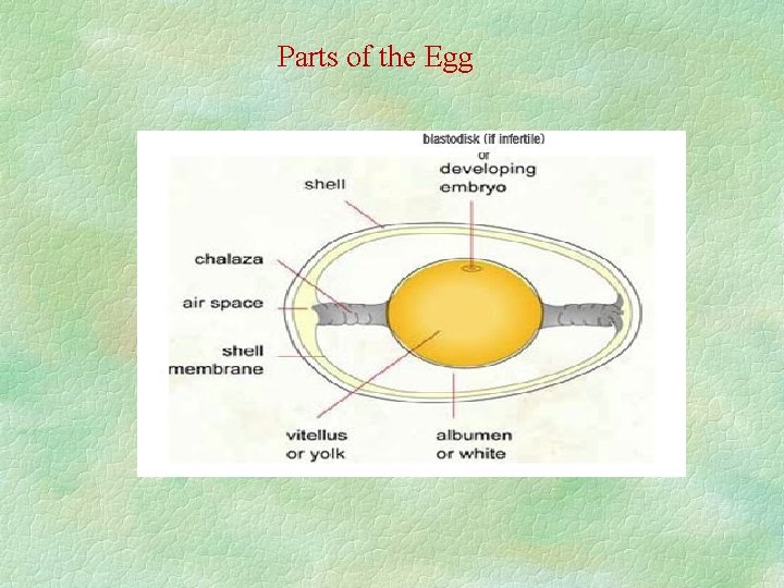 Parts of the Egg 