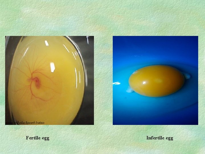 Fertile egg Infertile egg 