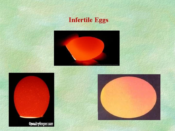 Infertile Eggs 