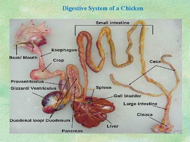 Digestive System of a Chicken 
