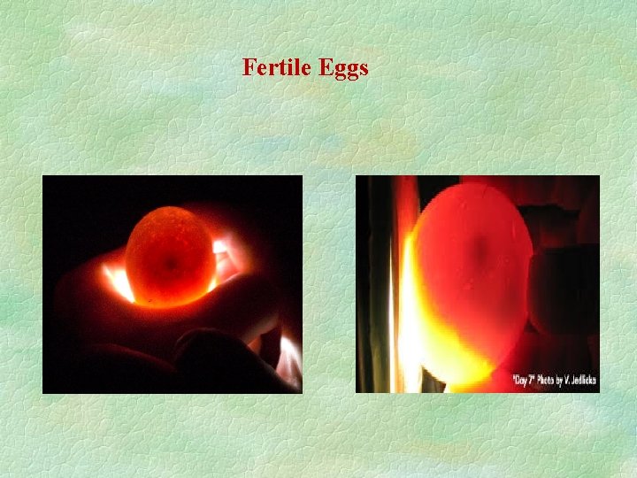 Fertile Eggs Fertile Eggs