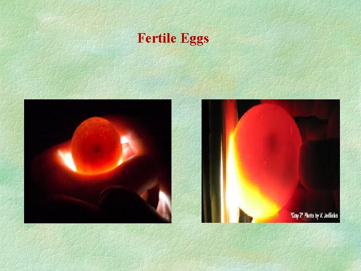 Fertile Eggs 