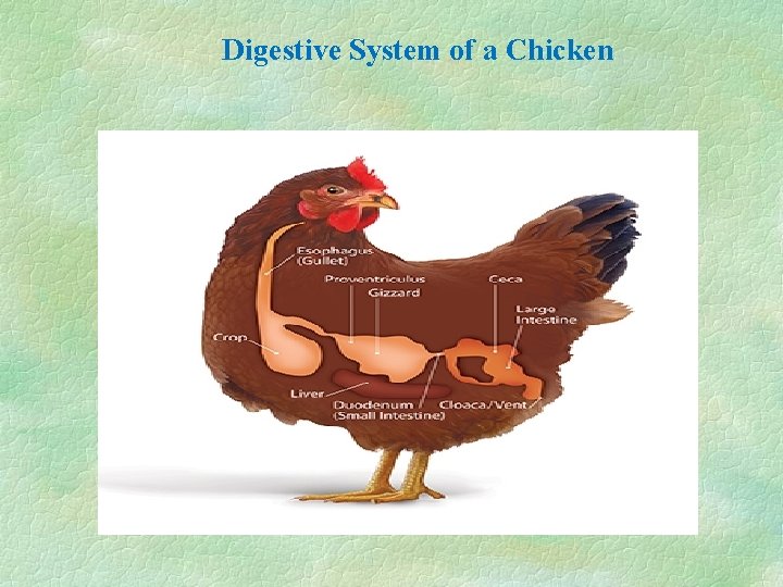 Digestive System of a Chicken 