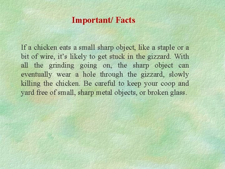 Important/ Facts If a chicken eats a small sharp object, like a staple or