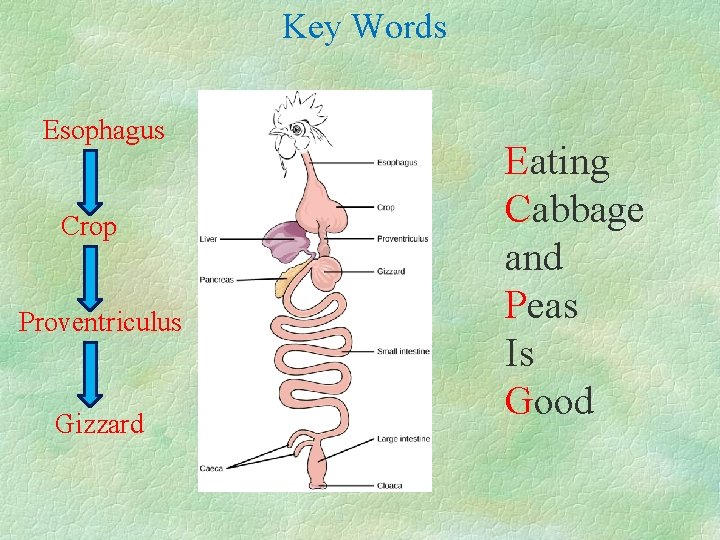 Key Words Esophagus Crop Proventriculus Gizzard Eating Cabbage and Peas Is Good 