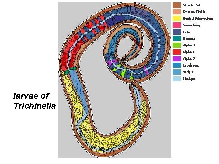 larvae of Trichinella 