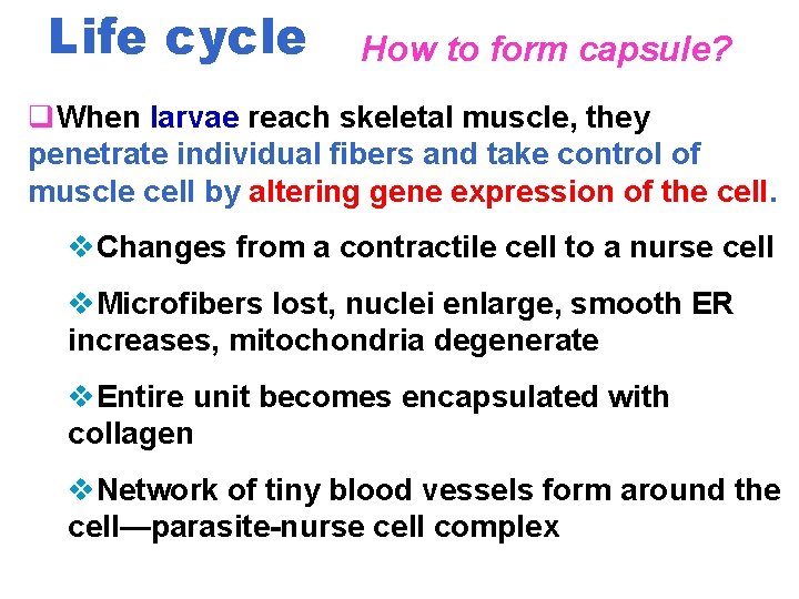 Life cycle How to form capsule? q. When larvae reach skeletal muscle, they penetrate