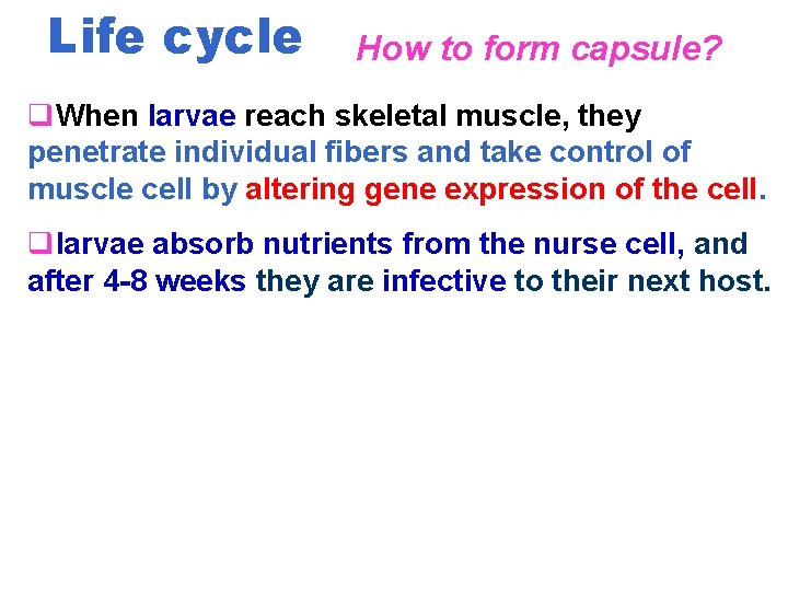 Life cycle How to form capsule? q. When larvae reach skeletal muscle, they penetrate
