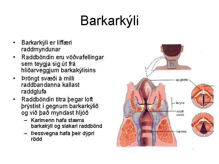 Barkarkýli • Barkarkýli er líffæri raddmyndunar • Raddböndin eru vöðvafellingar sem teygja sig út