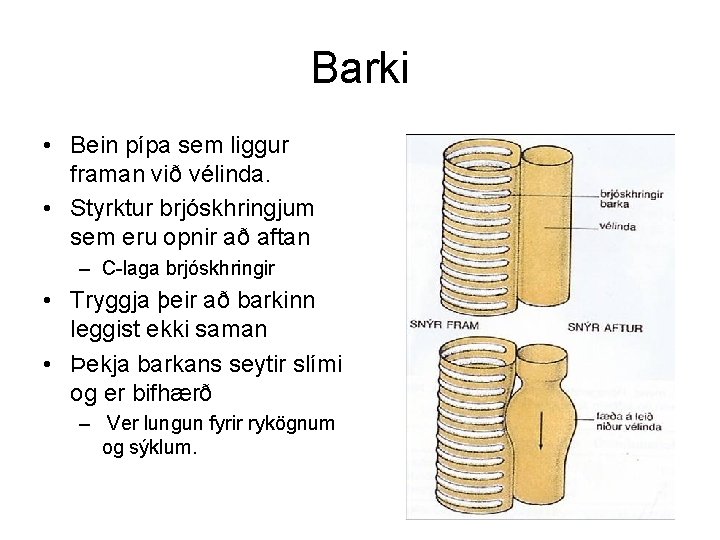 Barki • Bein pípa sem liggur framan við vélinda. • Styrktur brjóskhringjum sem eru