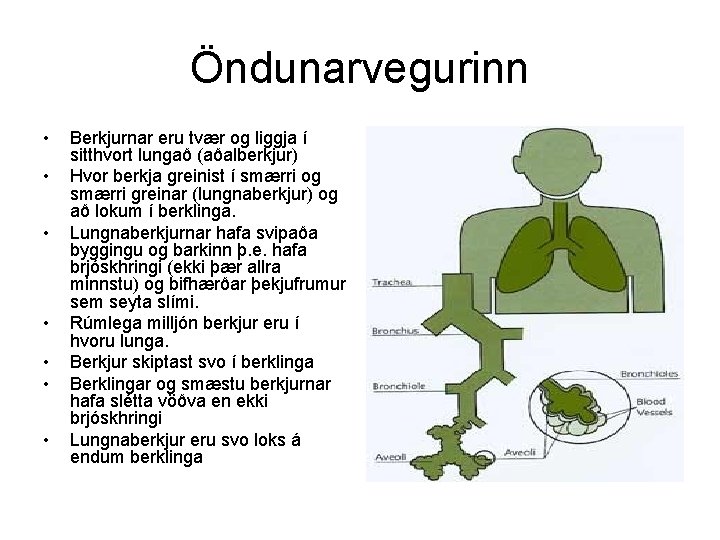 Öndunarvegurinn • • Berkjurnar eru tvær og liggja í sitthvort lungað (aðalberkjur) Hvor berkja