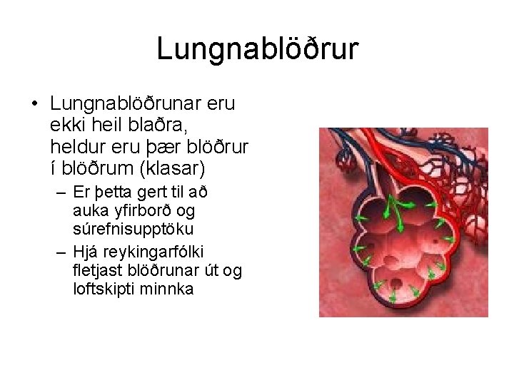 Lungnablöðrur • Lungnablöðrunar eru ekki heil blaðra, heldur eru þær blöðrur í blöðrum (klasar)