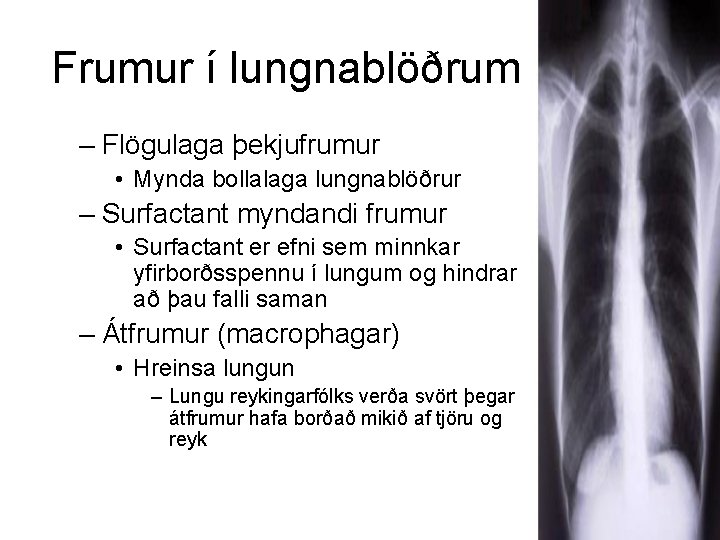 Frumur í lungnablöðrum – Flögulaga þekjufrumur • Mynda bollalaga lungnablöðrur – Surfactant myndandi frumur