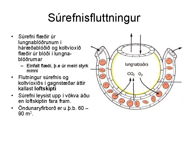 Súrefnisfluttningur • Súrefni flæðir úr lungnablöðrunum í háræðablóðið og koltvíoxíð flæðir úr blóði í